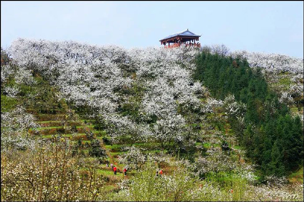 【春天,广西桂林灌阳县向您发出邀请!】我们在灌阳看梨花 - 游山玩水 - 湖州生活社区 - 湖州28生活网 huzhou.28life.com