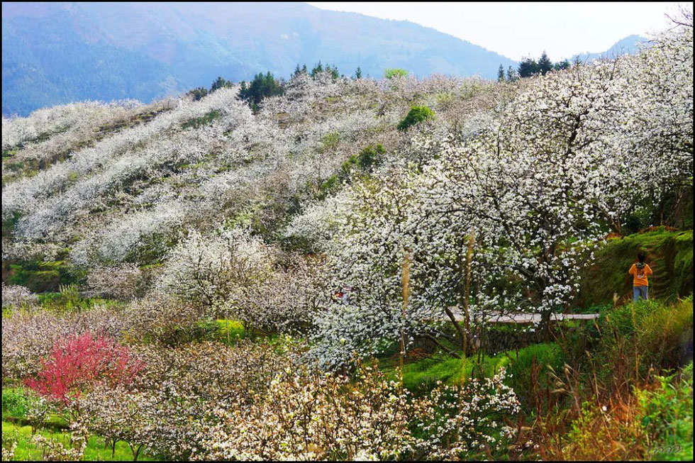 【春天,广西桂林灌阳县向您发出邀请!】我们在灌阳看梨花 - 游山玩水 - 湖州生活社区 - 湖州28生活网 huzhou.28life.com