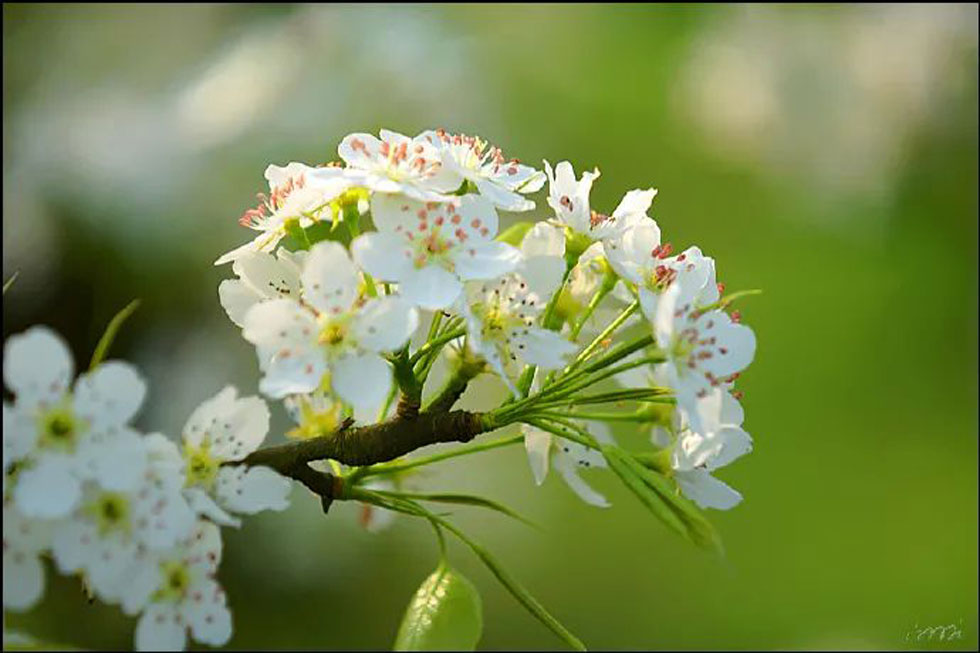 【春天,广西桂林灌阳县向您发出邀请!】我们在灌阳看梨花 - 游山玩水 - 湖州生活社区 - 湖州28生活网 huzhou.28life.com
