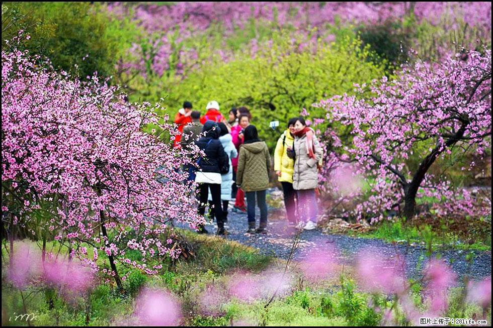 【春天,广西桂林灌阳县向您发出邀请!】官庄村有个醉美的桃花园 - 游山玩水 - 湖州生活社区 - 湖州28生活网 huzhou.28life.com