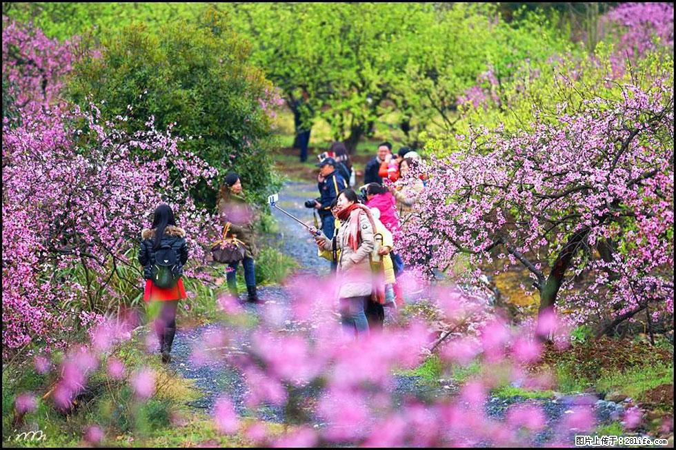 【春天,广西桂林灌阳县向您发出邀请!】官庄村有个醉美的桃花园 - 游山玩水 - 湖州生活社区 - 湖州28生活网 huzhou.28life.com