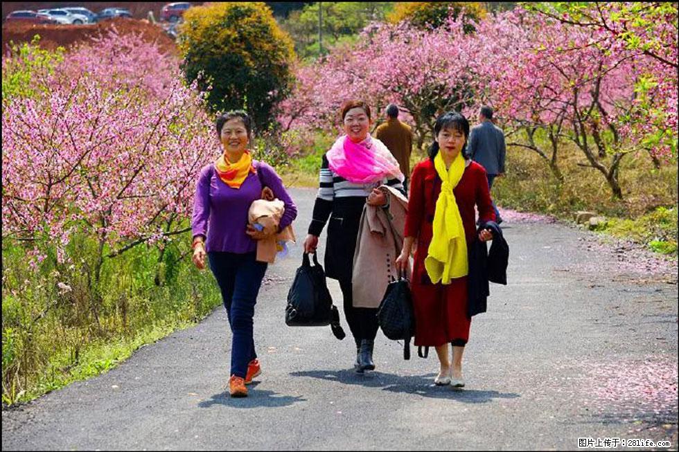 【春天,广西桂林灌阳县向您发出邀请!】官庄村有个醉美的桃花园 - 游山玩水 - 湖州生活社区 - 湖州28生活网 huzhou.28life.com