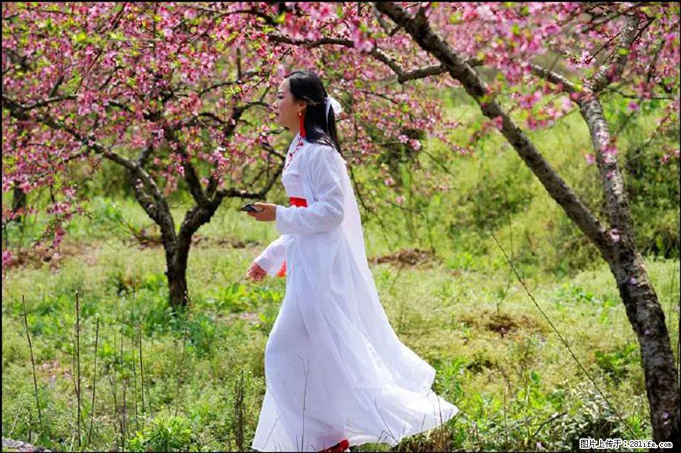 【春天,广西桂林灌阳县向您发出邀请!】官庄村有个醉美的桃花园 - 游山玩水 - 湖州生活社区 - 湖州28生活网 huzhou.28life.com