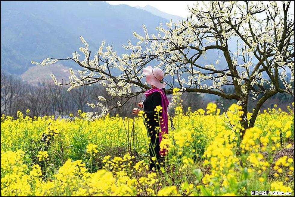 【春天,广西桂林灌阳县向您发出邀请!】长坪村油菜盛情花开 - 游山玩水 - 湖州生活社区 - 湖州28生活网 huzhou.28life.com
