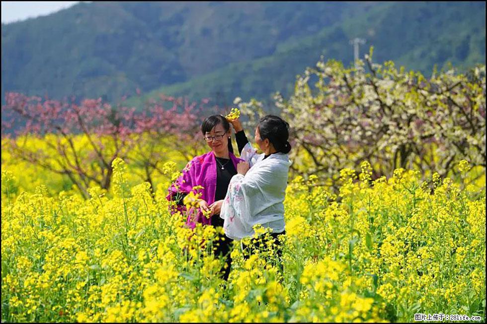 【春天,广西桂林灌阳县向您发出邀请!】长坪村油菜盛情花开 - 游山玩水 - 湖州生活社区 - 湖州28生活网 huzhou.28life.com