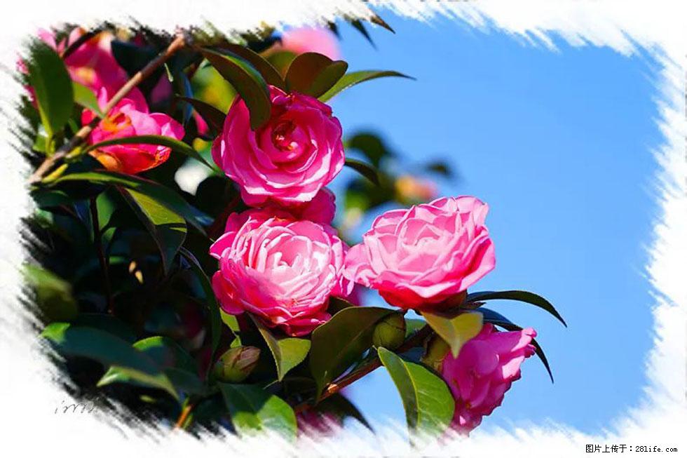 【春天,广西桂林灌阳县向您发出邀请!】杨柳井茶花惹人爱 - 游山玩水 - 湖州生活社区 - 湖州28生活网 huzhou.28life.com