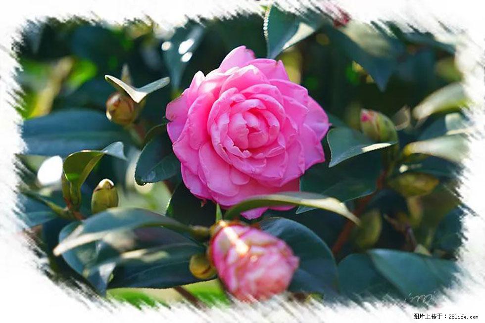 【春天,广西桂林灌阳县向您发出邀请!】杨柳井茶花惹人爱 - 游山玩水 - 湖州生活社区 - 湖州28生活网 huzhou.28life.com