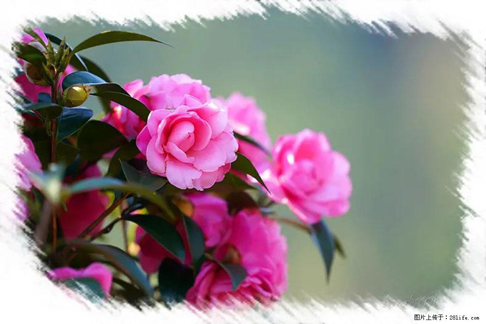 【春天,广西桂林灌阳县向您发出邀请!】杨柳井茶花惹人爱 - 游山玩水 - 湖州生活社区 - 湖州28生活网 huzhou.28life.com