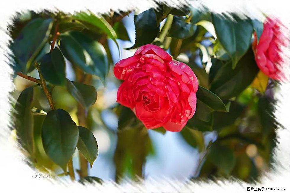 【春天,广西桂林灌阳县向您发出邀请!】杨柳井茶花惹人爱 - 游山玩水 - 湖州生活社区 - 湖州28生活网 huzhou.28life.com