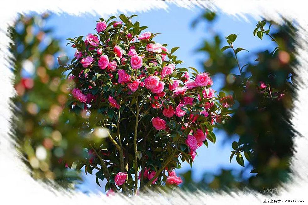 【春天,广西桂林灌阳县向您发出邀请!】杨柳井茶花惹人爱 - 游山玩水 - 湖州生活社区 - 湖州28生活网 huzhou.28life.com
