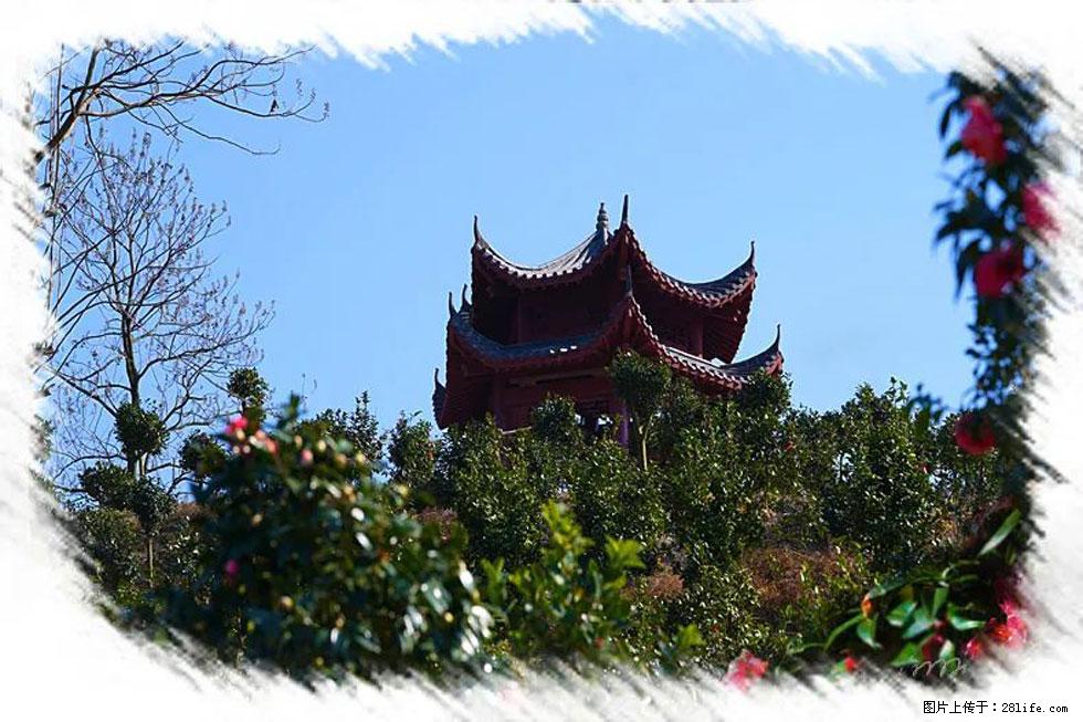 【春天,广西桂林灌阳县向您发出邀请!】杨柳井茶花惹人爱 - 游山玩水 - 湖州生活社区 - 湖州28生活网 huzhou.28life.com