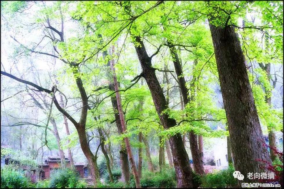 【春天,广西桂林灌阳县向您发出邀请!】在小龙村与春天约会 - 游山玩水 - 湖州生活社区 - 湖州28生活网 huzhou.28life.com