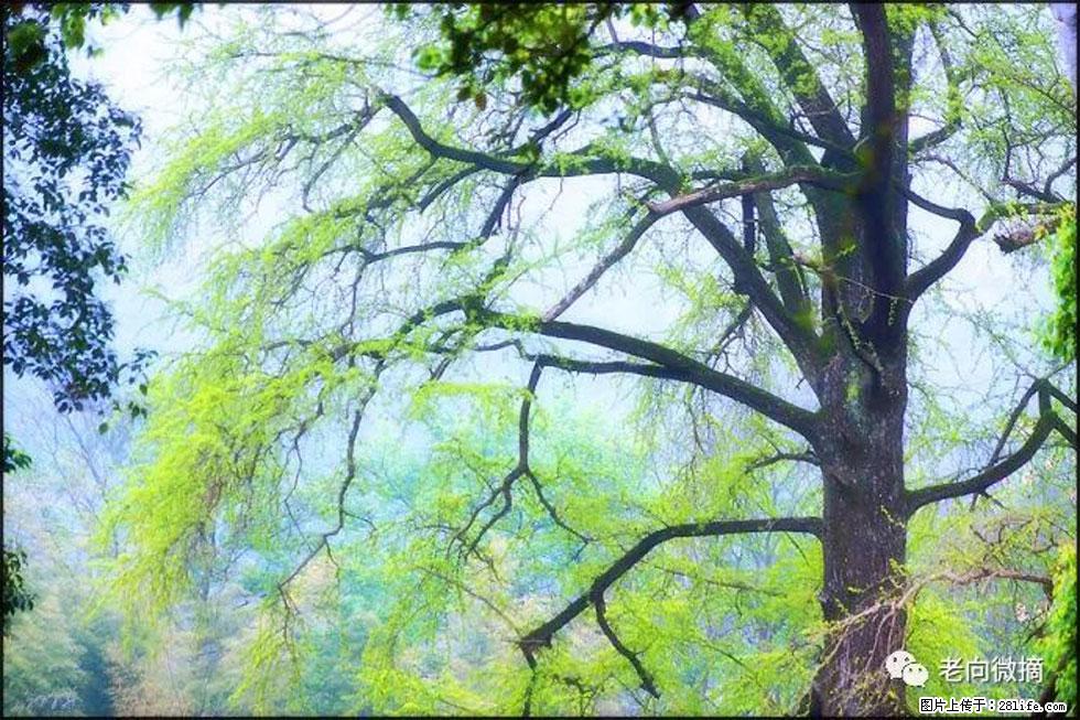【春天,广西桂林灌阳县向您发出邀请!】在小龙村与春天约会 - 游山玩水 - 湖州生活社区 - 湖州28生活网 huzhou.28life.com