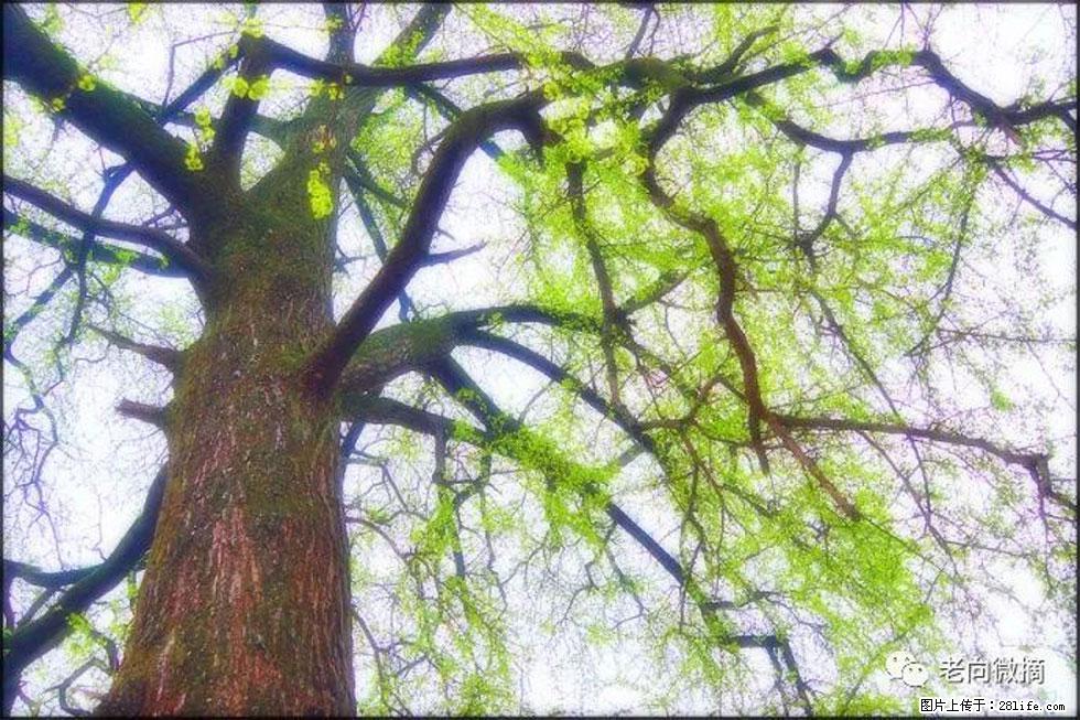 【春天,广西桂林灌阳县向您发出邀请!】在小龙村与春天约会 - 游山玩水 - 湖州生活社区 - 湖州28生活网 huzhou.28life.com