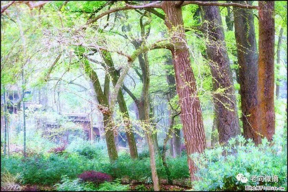 【春天,广西桂林灌阳县向您发出邀请!】在小龙村与春天约会 - 游山玩水 - 湖州生活社区 - 湖州28生活网 huzhou.28life.com