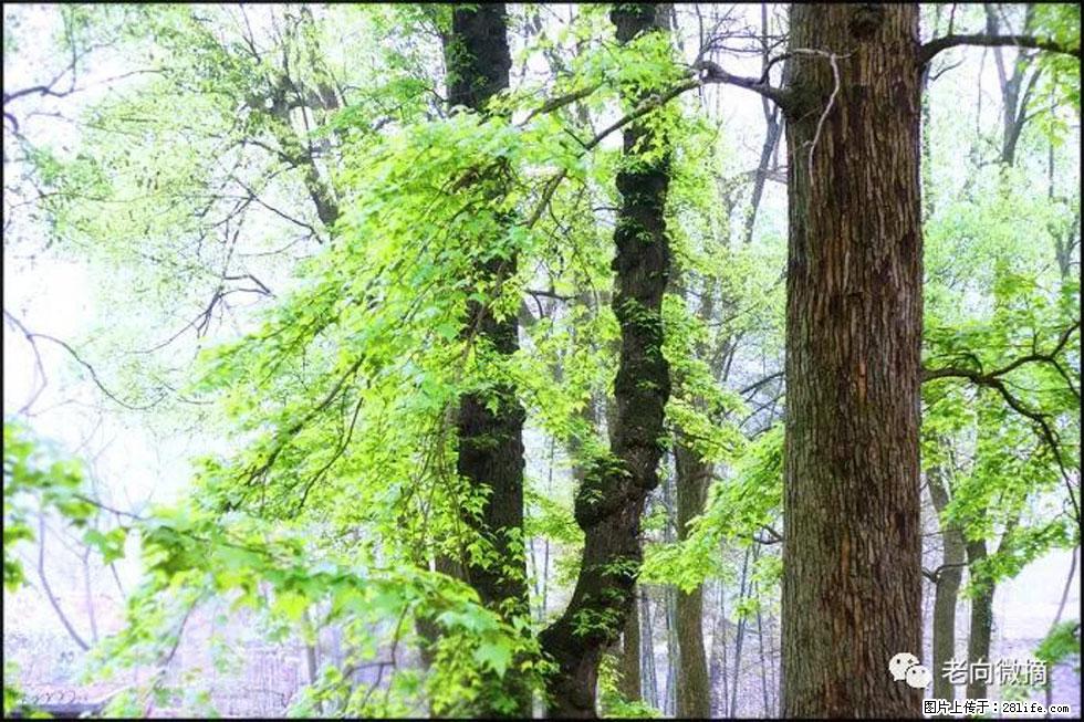 【春天,广西桂林灌阳县向您发出邀请!】在小龙村与春天约会 - 游山玩水 - 湖州生活社区 - 湖州28生活网 huzhou.28life.com