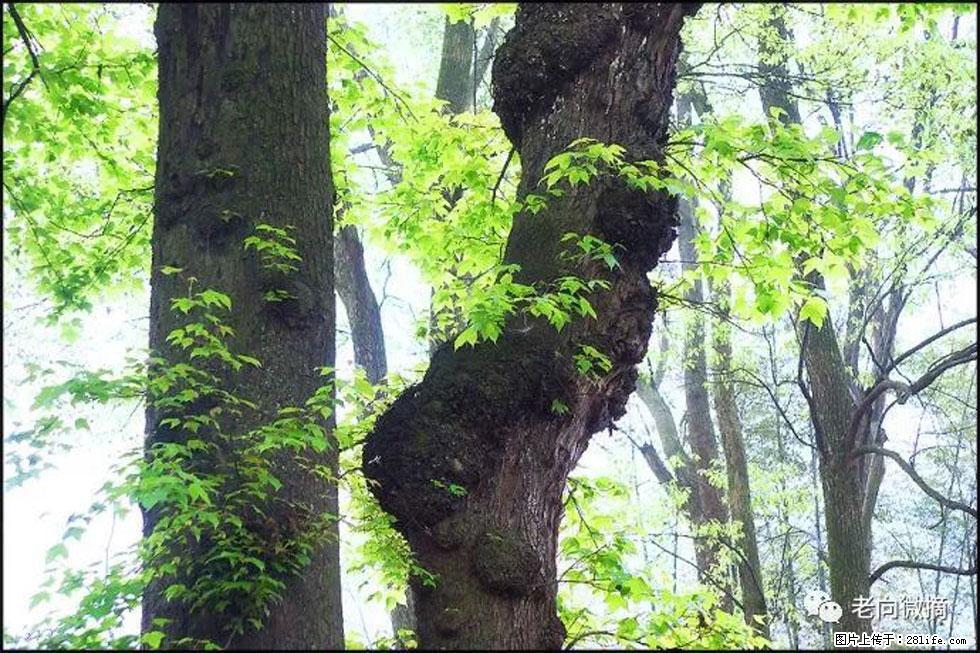 【春天,广西桂林灌阳县向您发出邀请!】在小龙村与春天约会 - 游山玩水 - 湖州生活社区 - 湖州28生活网 huzhou.28life.com