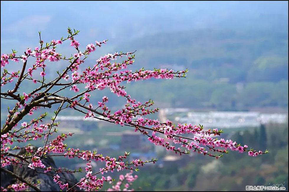 【春天,广西桂林灌阳县向您发出邀请!】望月岭上桃花开 - 游山玩水 - 湖州生活社区 - 湖州28生活网 huzhou.28life.com
