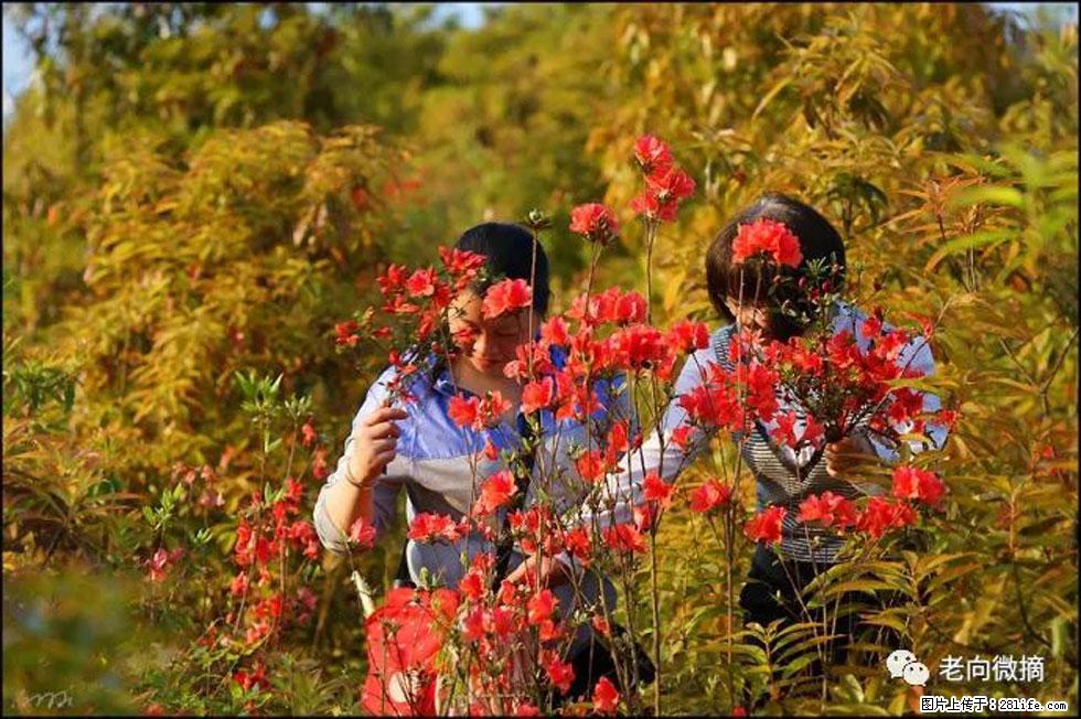 【春天,广西桂林灌阳县向您发出邀请!】登麒麟山,相约映山红 - 游山玩水 - 湖州生活社区 - 湖州28生活网 huzhou.28life.com