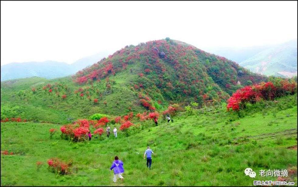 【春天,广西桂林灌阳县向您发出邀请!】宝盖山上映山红 - 游山玩水 - 湖州生活社区 - 湖州28生活网 huzhou.28life.com