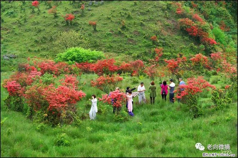 【春天,广西桂林灌阳县向您发出邀请!】宝盖山上映山红 - 游山玩水 - 湖州生活社区 - 湖州28生活网 huzhou.28life.com