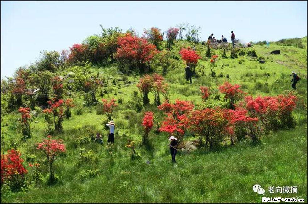 【春天,广西桂林灌阳县向您发出邀请!】宝盖山上映山红 - 游山玩水 - 湖州生活社区 - 湖州28生活网 huzhou.28life.com