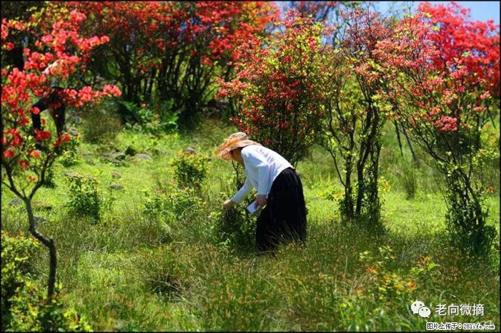 【春天,广西桂林灌阳县向您发出邀请!】宝盖山上映山红 - 游山玩水 - 湖州生活社区 - 湖州28生活网 huzhou.28life.com