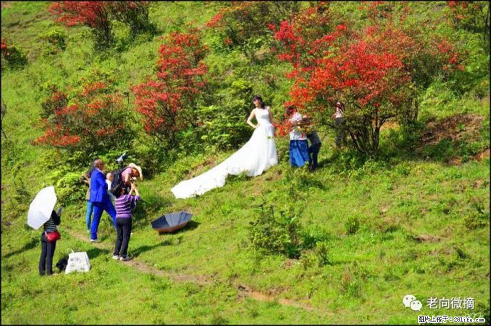【春天,广西桂林灌阳县向您发出邀请!】宝盖山上映山红 - 游山玩水 - 湖州生活社区 - 湖州28生活网 huzhou.28life.com