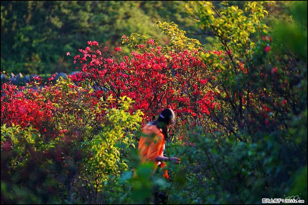 【春天,广西桂林灌阳县向您发出邀请!】春木界上映山红 - 游山玩水 - 湖州生活社区 - 湖州28生活网 huzhou.28life.com