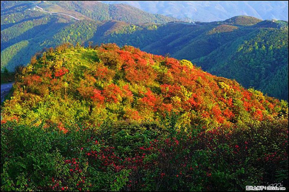 【春天,广西桂林灌阳县向您发出邀请!】春木界上映山红 - 游山玩水 - 湖州生活社区 - 湖州28生活网 huzhou.28life.com