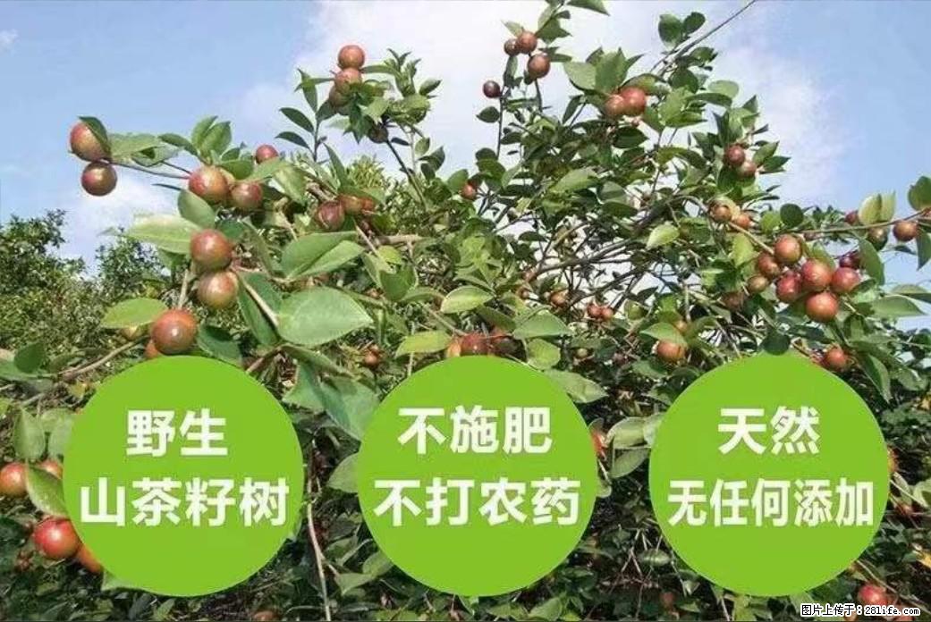 【灌阳县油茶产业示范区】一个有着充实的精神生活的人,对待身外之物自会有一种淡泊的态度 - 美食天地 - 湖州生活社区 - 湖州28生活网 huzhou.28life.com