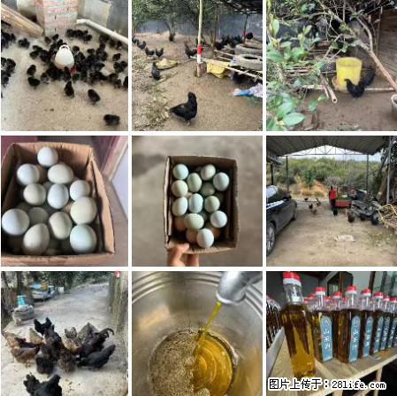 油茶园从小鸡仔开始养起的纯土鸡、土鸡蛋可以预定啦!还有前几天刚榨的纯山茶油哦 - 美食天地 - 湖州生活社区 - 湖州28生活网 huzhou.28life.com