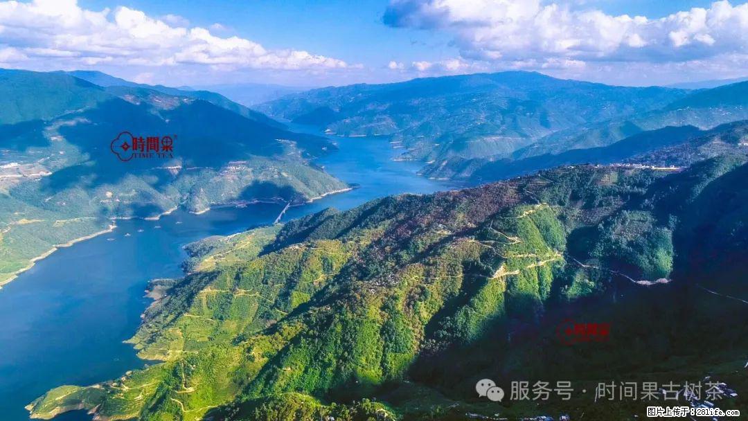 时间果百年古树龙珠普洱生茶 - 购物交流 - 湖州生活社区 - 湖州28生活网 huzhou.28life.com