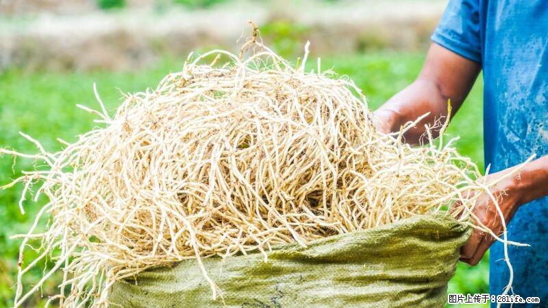 堪称“最难吃”的蔬菜，却是 “抗辐射神器”，还能护肺、清热、止咳化痰！ - 湖州生活资讯 - 湖州28生活网 huzhou.28life.com