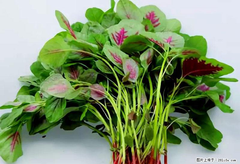 这些蔬菜是“天然钙片”，这6种被医生重点推荐 - 湖州生活资讯 - 湖州28生活网 huzhou.28life.com