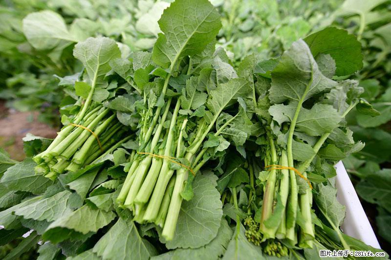 这些蔬菜是“天然钙片”，这6种被医生重点推荐 - 湖州生活资讯 - 湖州28生活网 huzhou.28life.com